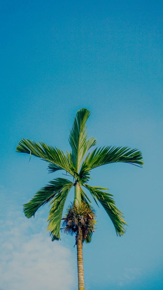 Summer palm tree